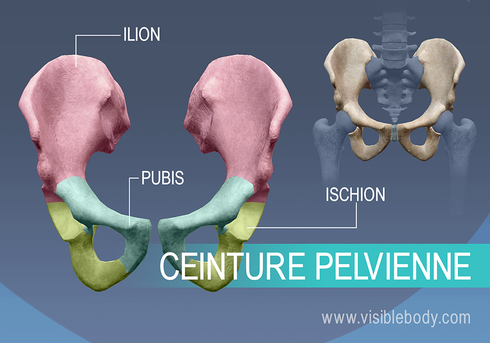 Os des hanches, ilium, pubis et ischium